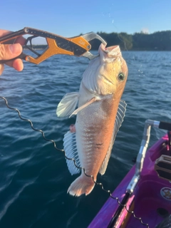 シロアマダイの釣果
