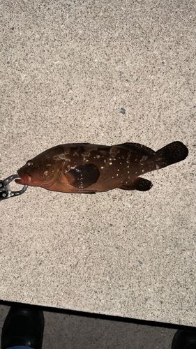 アコウの釣果