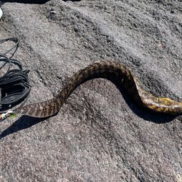 ウツボ