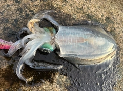 アオリイカの釣果