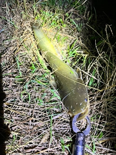 ナマズの釣果