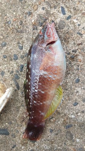 ベラの釣果