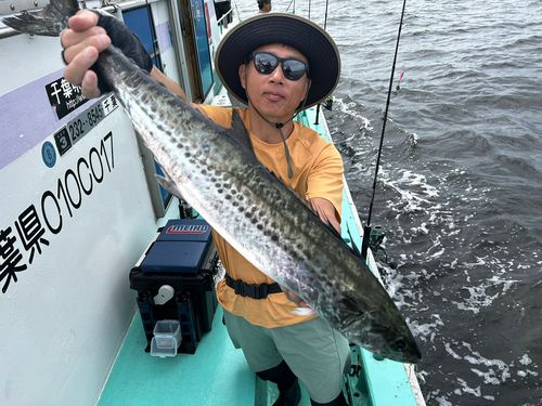 サワラの釣果