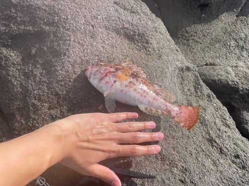 真鶴半島