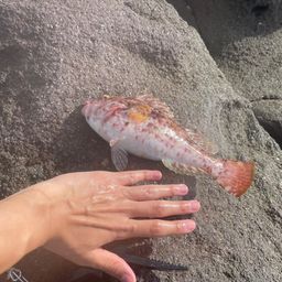 ブダイ