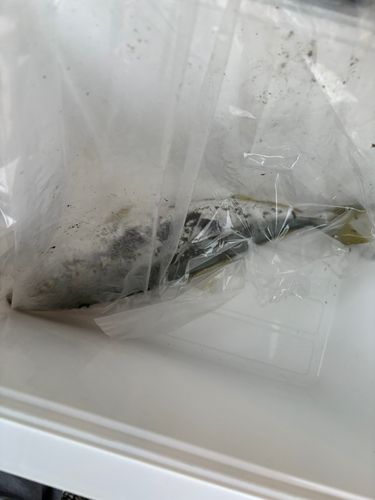 フクラギの釣果