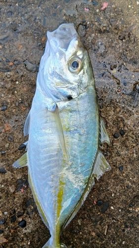 シマアジの釣果