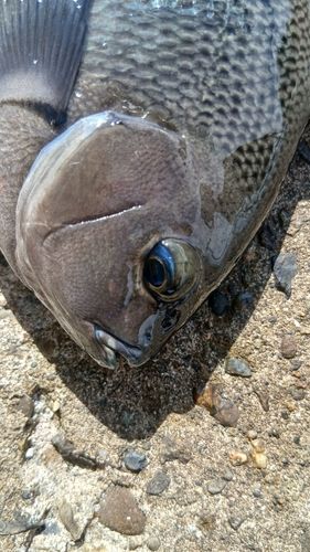 グレの釣果