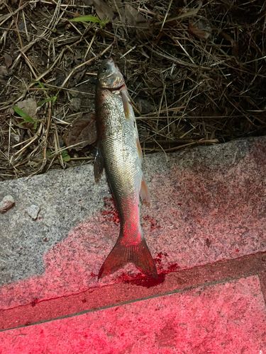 ウグイの釣果