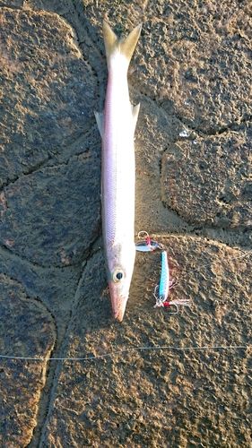 カマスの釣果