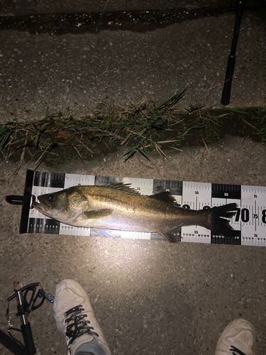 シーバスの釣果