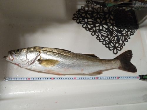 スズキの釣果
