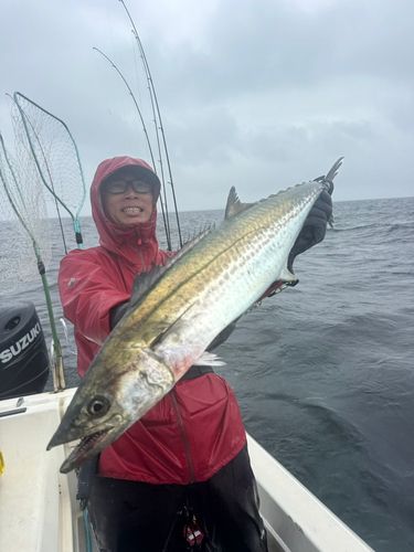 サワラの釣果