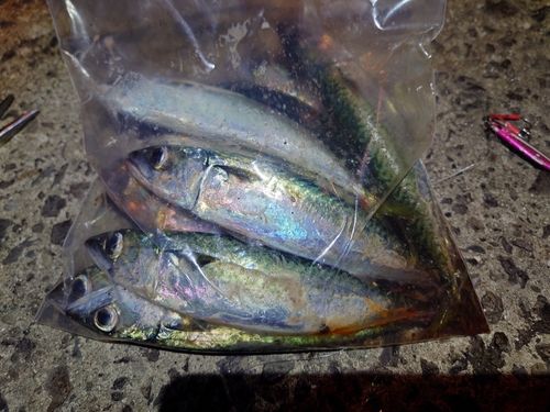 サバの釣果