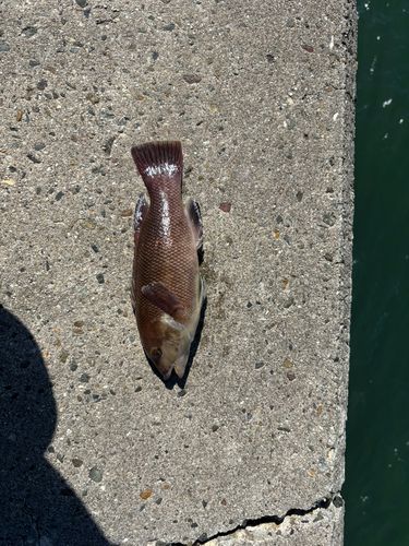 コブダイの釣果