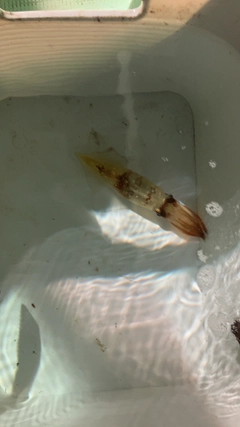 ケンサキイカの釣果