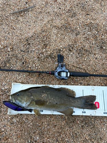 スモールマウスバスの釣果