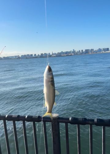ボラの釣果
