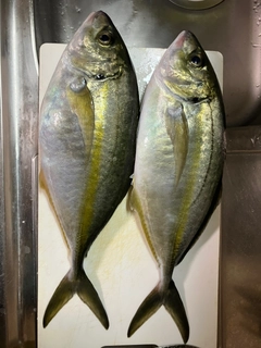 シマアジの釣果