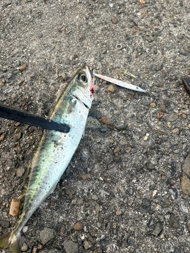 サバの釣果