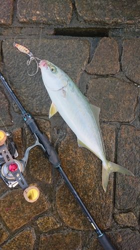 コゾクラの釣果