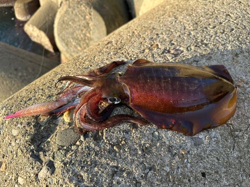 アオリイカの釣果