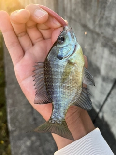 ブルーギルの釣果