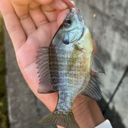 ブルーギル