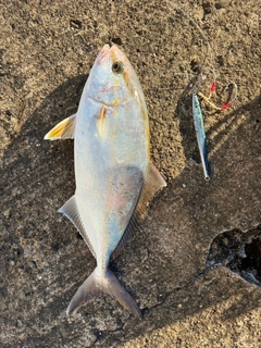 ショッコの釣果