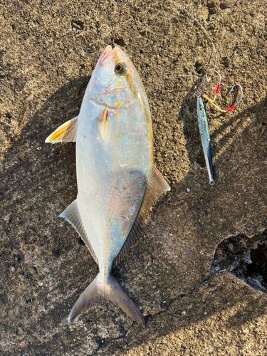 ショッコの釣果