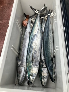 サワラの釣果