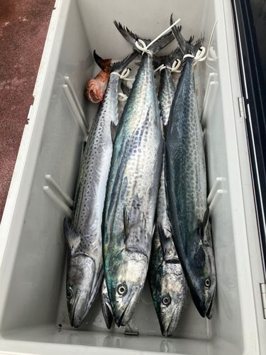 サワラの釣果