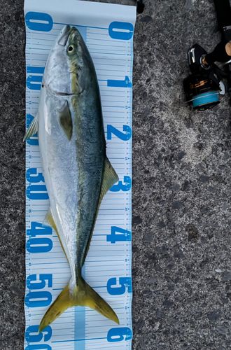 イナダの釣果
