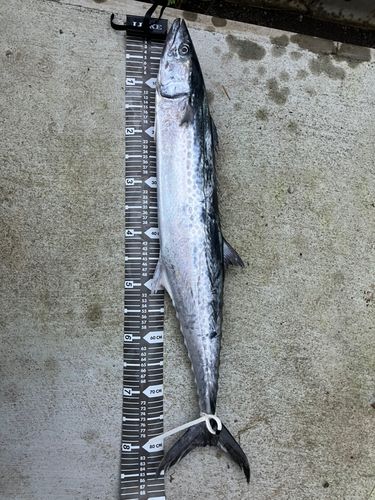 サワラの釣果