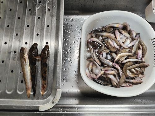ハゼの釣果