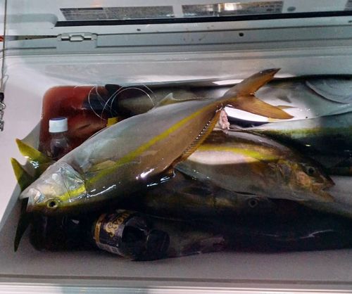 カンパチの釣果