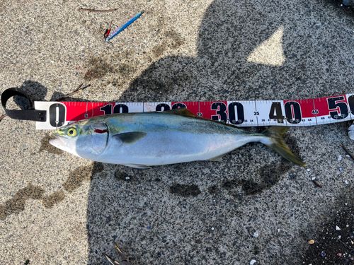 イナダの釣果