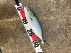 ワカシの釣果