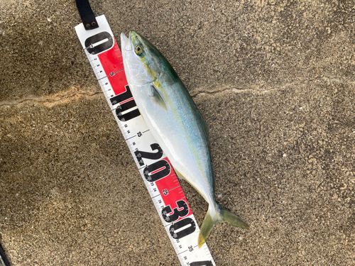 ワカシの釣果