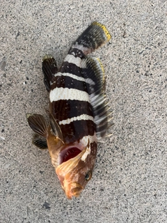 釣果