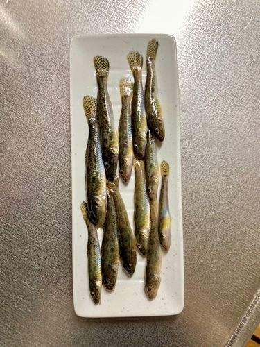 ハゼの釣果