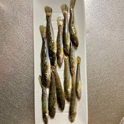 ハゼ