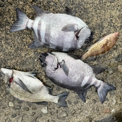 コブダイの釣果