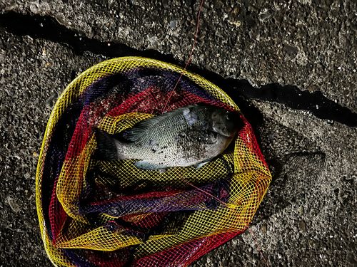 メジナの釣果