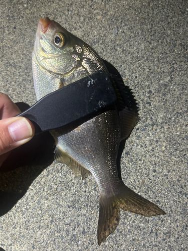 ウミタナゴの釣果