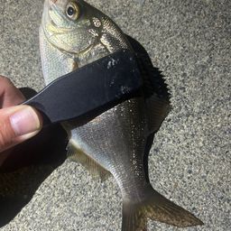 ウミタナゴ