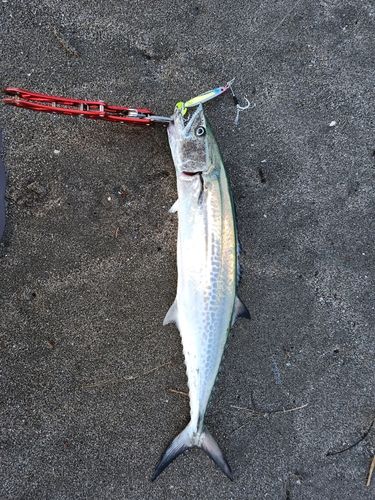 サゴシの釣果