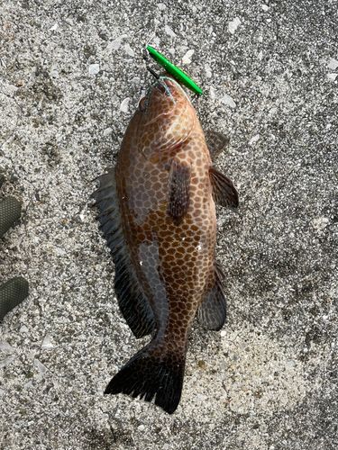 オオモンハタの釣果
