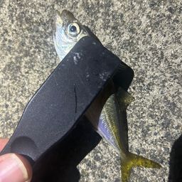 アジ