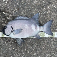 イシダイの釣果